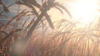 Harvest Digital Agriculture - Harvest // Harvest Trailer