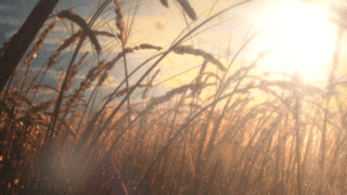 Harvest Digital Agriculture - Harvest // Harvest Trailer