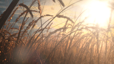 Harvest Digital Agriculture - Harvest // Harvest Trailer - Sound, Computer Generated Imagery, Behind the scenes, Compositing, Edit