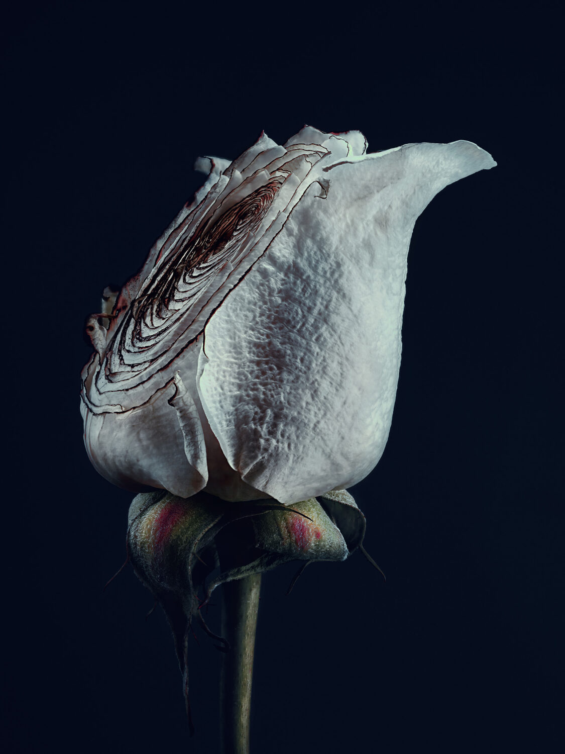 Harvest Digital Agriculture - Photo Series // Assaulted Flowers