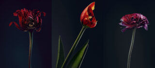 Harvest Digital Agriculture - Photo Series // Assaulted Flowers