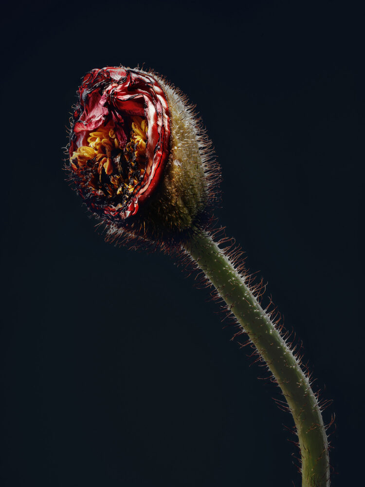 Harvest Digital Agriculture - Photo Series // Assaulted Flowers - Retouching
