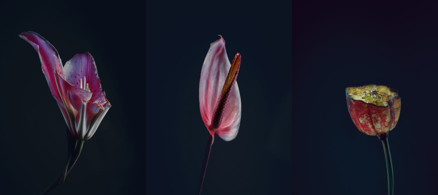 Harvest Digital Agriculture - Photo Series // Assaulted Flowers