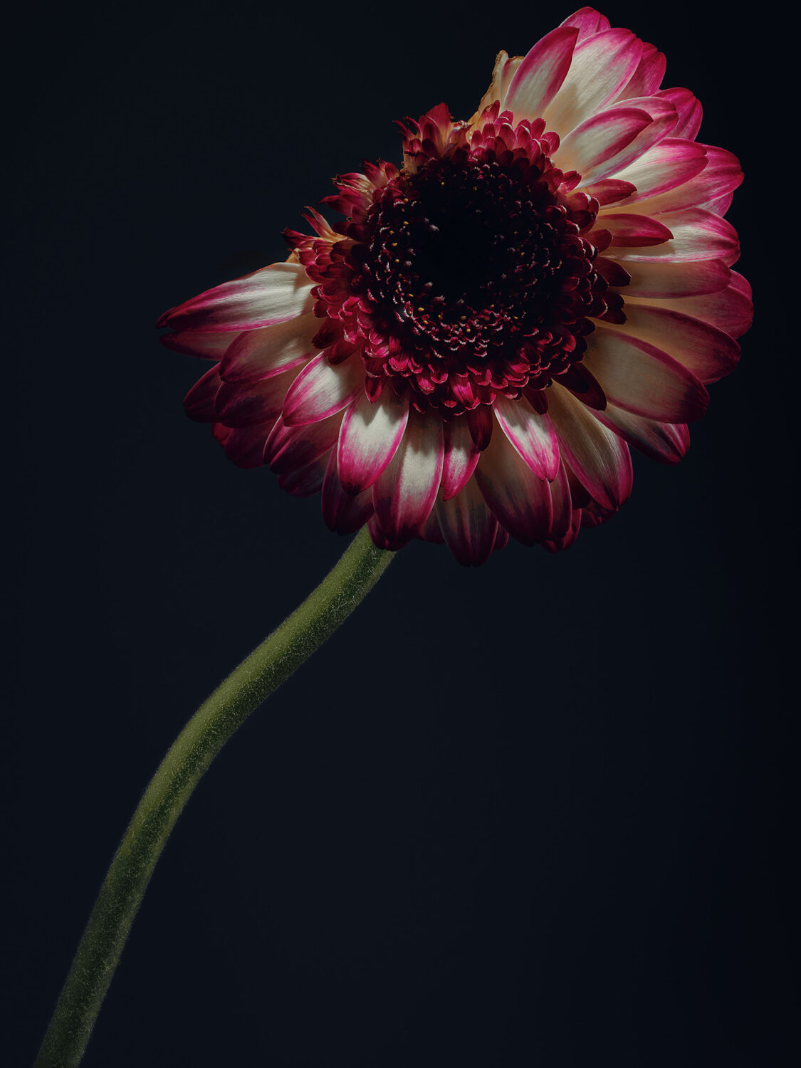 Harvest Digital Agriculture - Photo Series // Assaulted Flowers