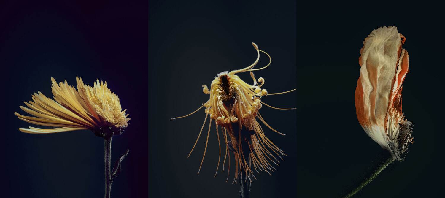 Harvest Digital Agriculture - Photo Series // Assaulted Flowers