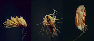 Harvest Digital Agriculture - Photo Series // Assaulted Flowers