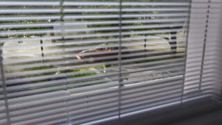 Harvest Digital Agriculture - Harvest // Harvest Town