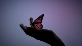 Harvest Digital Agriculture - Volkswagen // Transporter 6.1