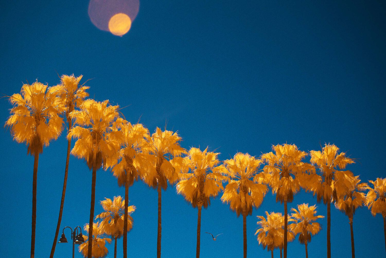 Harvest Digital Agriculture - PHOTO SERIES // CALIFORN-IR