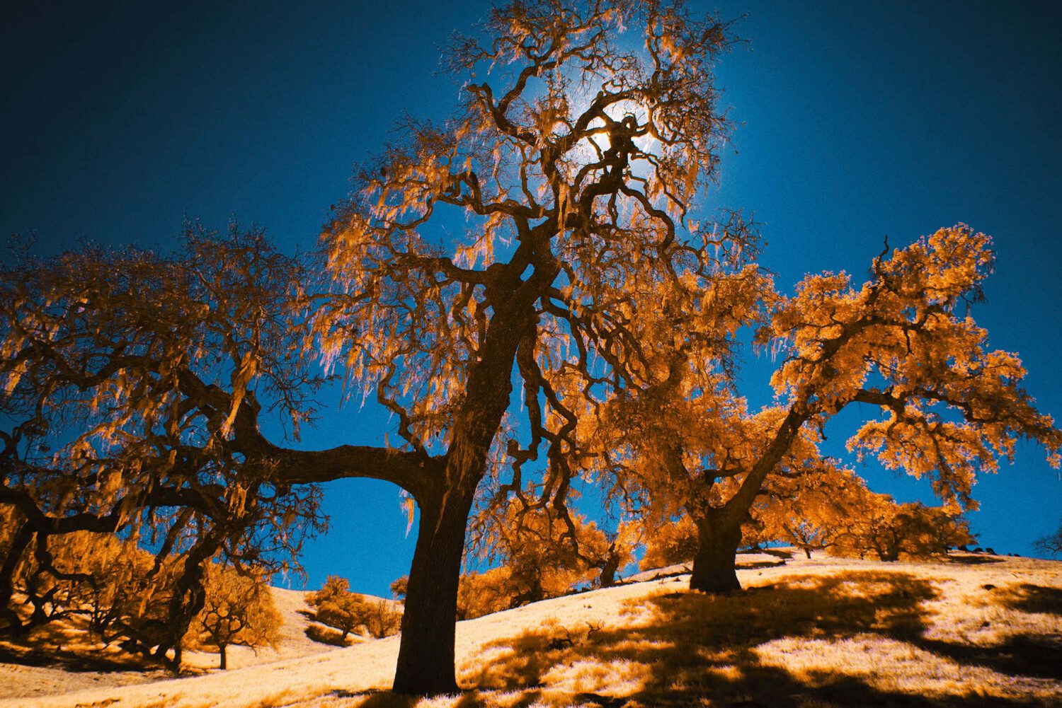 Harvest Digital Agriculture - PHOTO SERIES // CALIFORN-IR