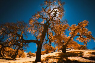 Harvest Digital Agriculture - PHOTO SERIES // CALIFORN-IR
